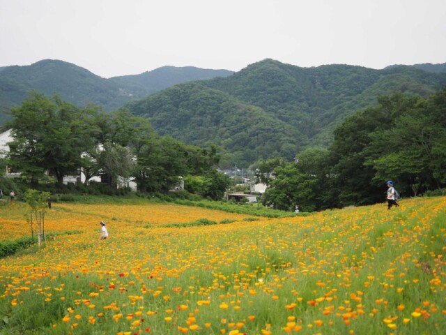 「長瀞花の里」で100万本のハナビシソウが見頃　フォトスポットも