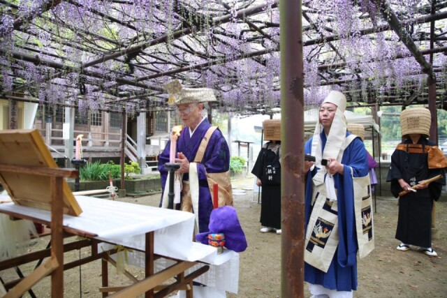 福智町の定禅寺で「藤まつり」　樹齢500年の藤のライトアップも