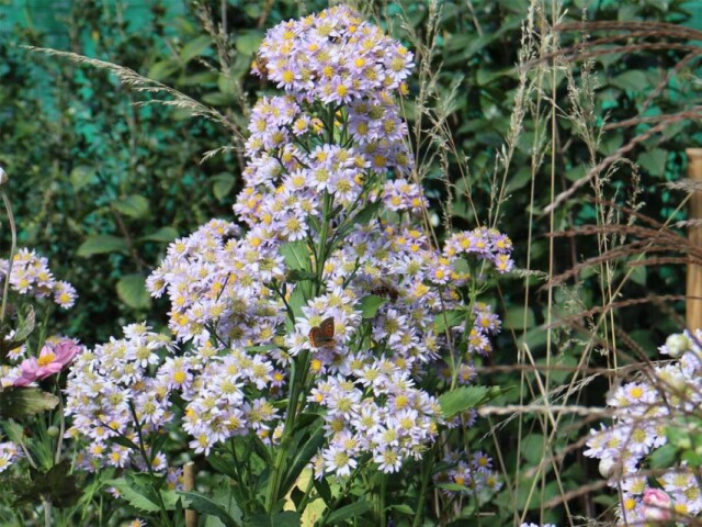 調布からアメリカに渡ったアスター「ジンダイ」　39年ぶりにふるさとで開花