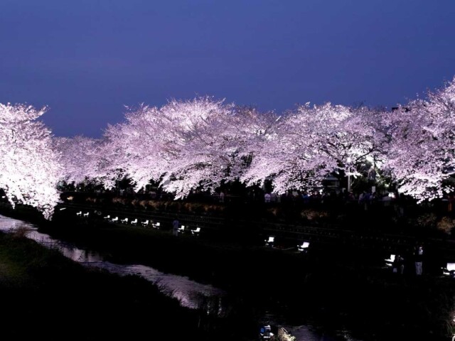 調布「野川桜ライトアップ」開催日正式発表、2時間30分限定の幻想風景