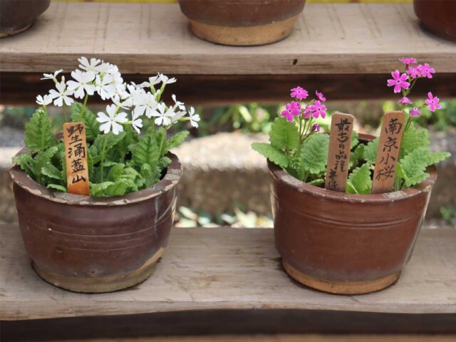 調布・神代植物公園で「さくらそう展」　貴重な認定コレクションなど