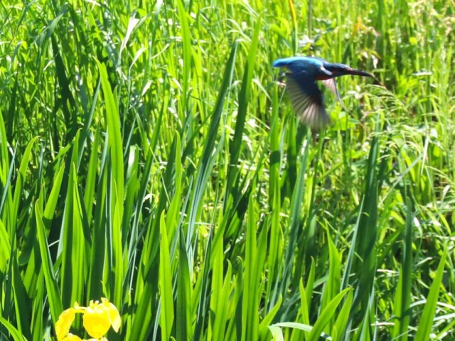 調布・湧水と緑の街に野鳥の季節到来 16日まで愛鳥週間