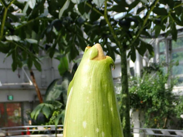 調布・神代植物公園で巨大な「世界一醜い花」　開花に期待ふくらむ