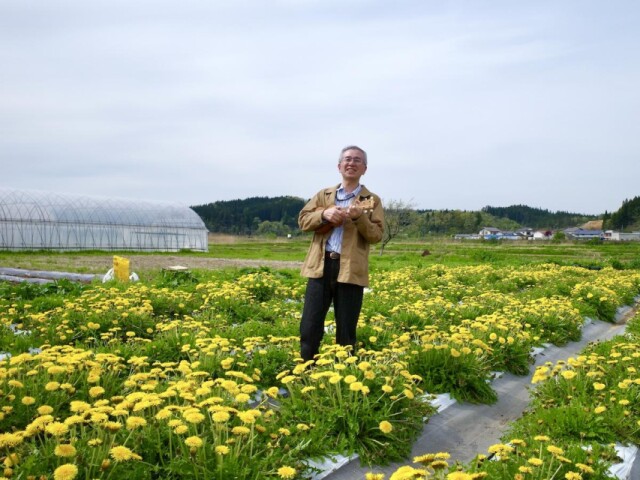 ニホンタンポポ2千株咲き誇る畑に、「たんぽぽの恵み」が響く　大仙市協和で