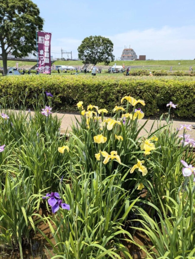 「小岩菖蒲園まつり」始まる　ハナショウブや季節の花々が見頃に