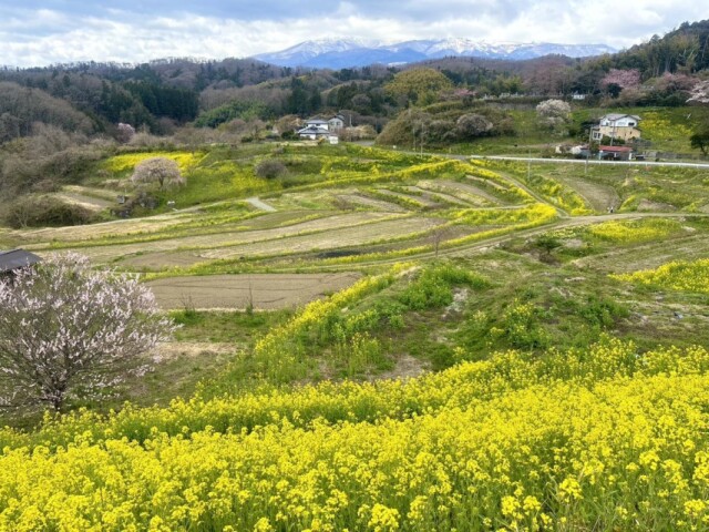 二本松の西谷棚田 河津桜と菜の花が見頃