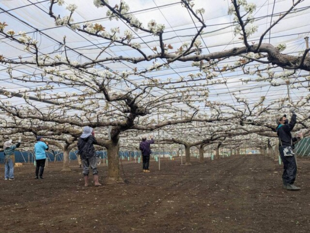 船橋市内の梨農家で花の交配作業ピークに　昨年同時期の出荷見込む