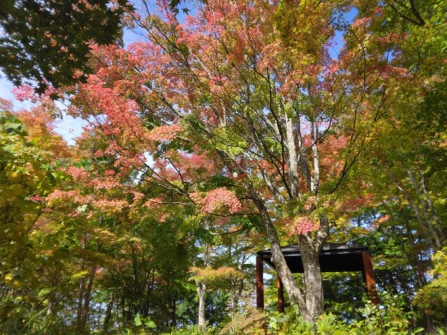 八戸・市民の森「不習岳」でモミジの紅葉が始まる　ライトアップ、紅葉祭りも