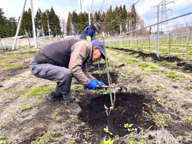 八戸「南郷ひなた農園」でワイン用ブドウ植え付け　来年にはワイナリー開設へ