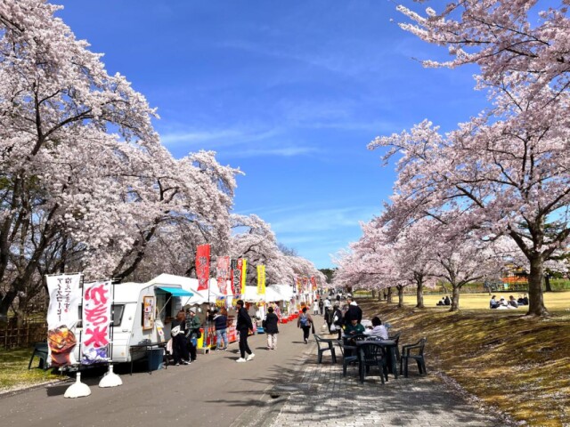 八戸公園のソメイヨシノが満開に　チューリップや山野草も次々と