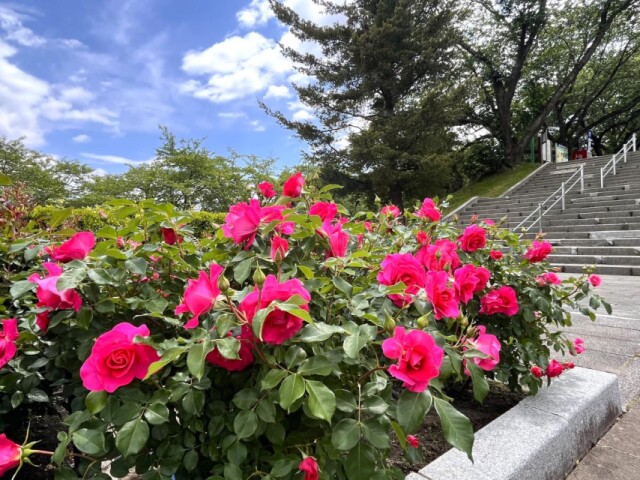 八戸公園でバラが見頃に　写真展、ワークショップ、切り花の展示も