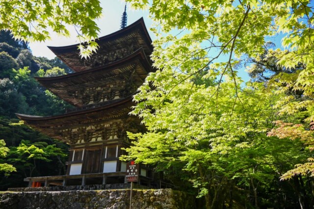 甲良町の西明寺で「青もみじ祭り」　トークショーや見学ツアーも