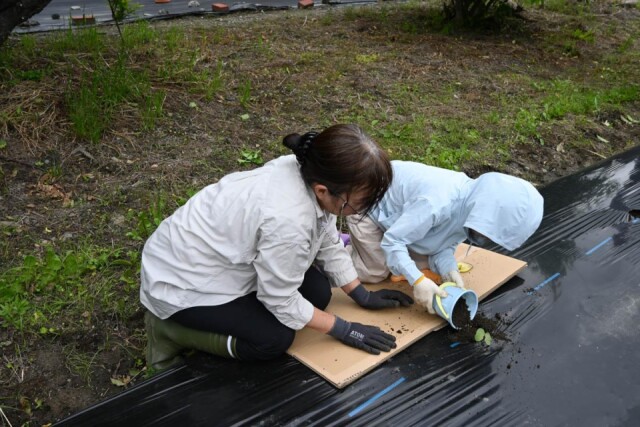 彦根・本庄町の綿花畑で「おうみこっとん」定植イベント