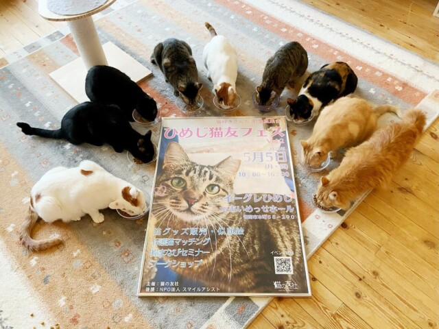 姫路で保護猫啓発イベント「ひめじ猫友フェス」　雑貨販売やセミナーも