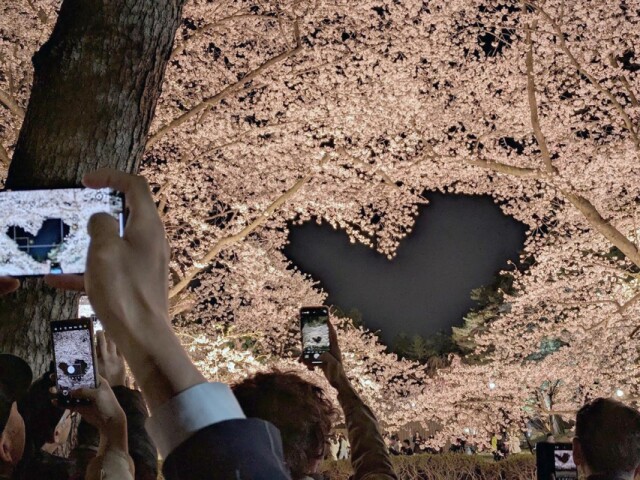 弘前公園の「桜のハート」見頃　雪害乗り越えて今年も