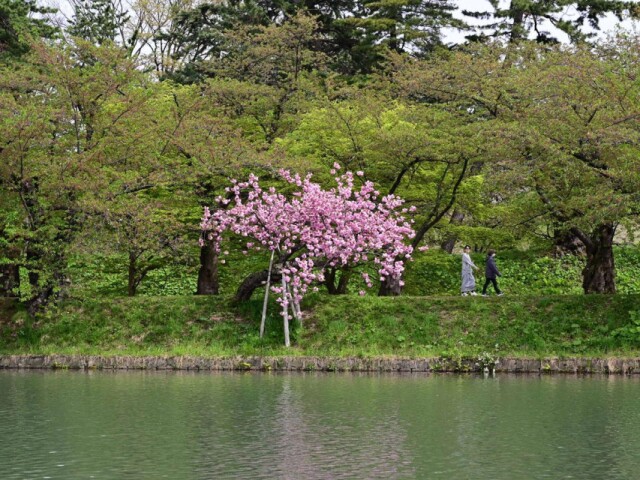弘前公園西堀に咲く1本のサクラが見頃　300年以上前に植樹という説も