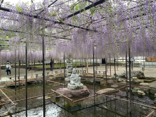 本庄・長泉寺の県指定「骨波田の藤」が見頃　約30年ぶりの来園者も