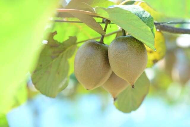 延岡「むかばき果樹園」でキウイ狩り　「国産キウイのおいしさを味わって」