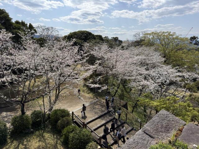 宮崎・延岡の城山公園の桜が見頃　花と煙突を写真に収める花見客も