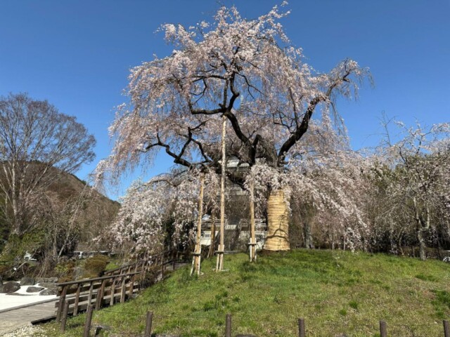 宮崎・五ヶ瀬のシダレザクラが見頃　樹齢300年、「元祖」浄専寺の桜も