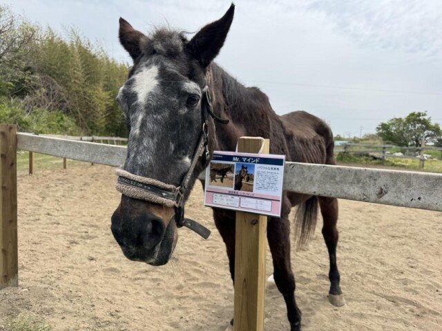 延岡乗馬同好会で長寿サラブレッド「Mr.マインド」の誕生会　37歳祝う