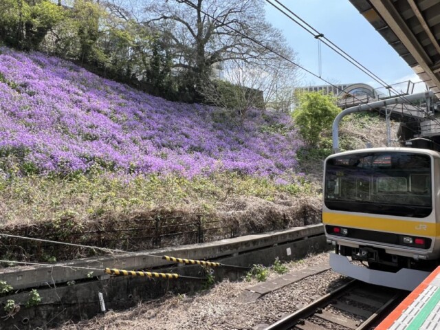 四ツ谷駅構内から見える「ムラサキハナナ」群生が満開