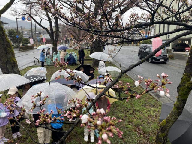 飯田の桜、週末に見頃　大宮通桜並木の標準木も開花宣言