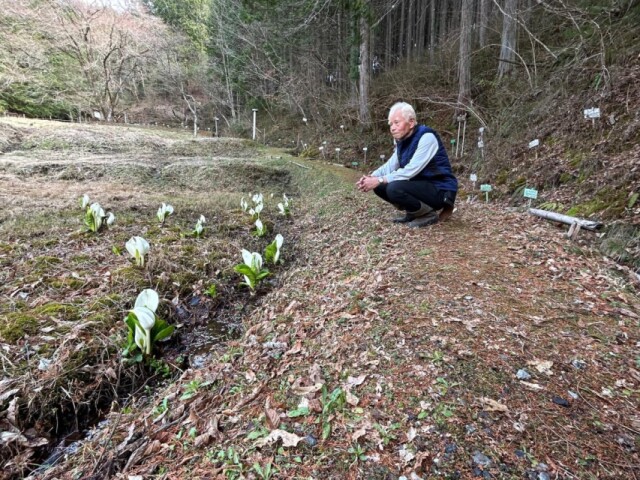 住民整備「嵯峨坂ざぜん草群生地」　飯田市虎岩でミズバショウが見頃　