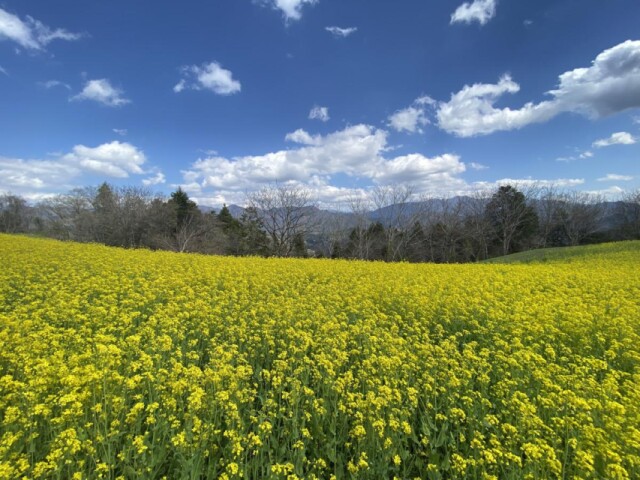阿南町で季節限定「菜の花畑」開放、黄色い花のじゅうたん広がる