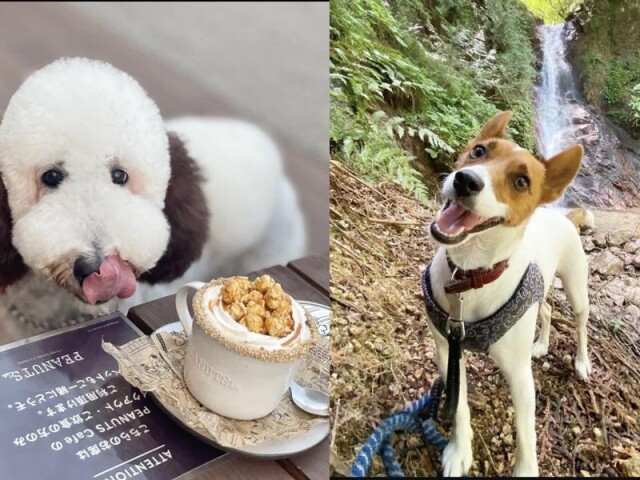 阿智村で「わんにゃんピクニック」　ペットの飼い方セミナーや撮影企画も