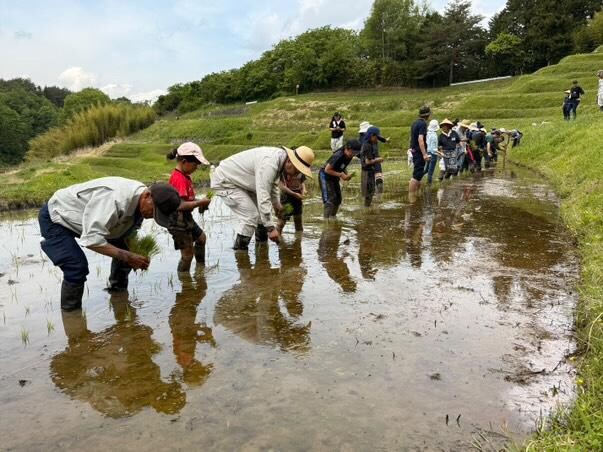 千代の「よこね田んぼ」で田植え作業　県内外から140人参加