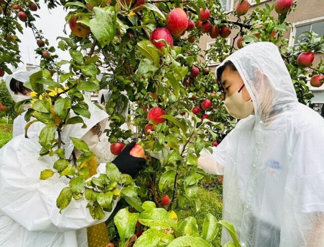 飯田市街地の「りんご並木」　地元の小中生と住民が連携して収穫作業