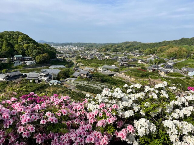 今治・大西町の墓地でツツジが見頃　350本が山肌に彩りを添える