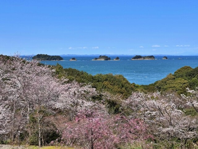 伊勢「旅荘 海の蝶」2000本の桜ほぼ満開　桜の花の上に水平線と飛島