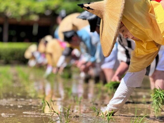 伊勢・猿田彦神社神田で田植え　豊作の願い「ハエーヤハエ、ハエーヤハエ」