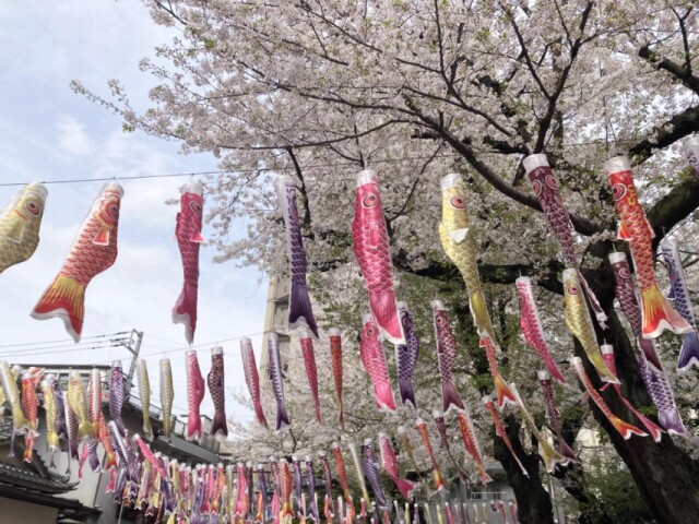 こいのぼり500匹、板橋・熊野神社の境内彩る　限定御朱印も