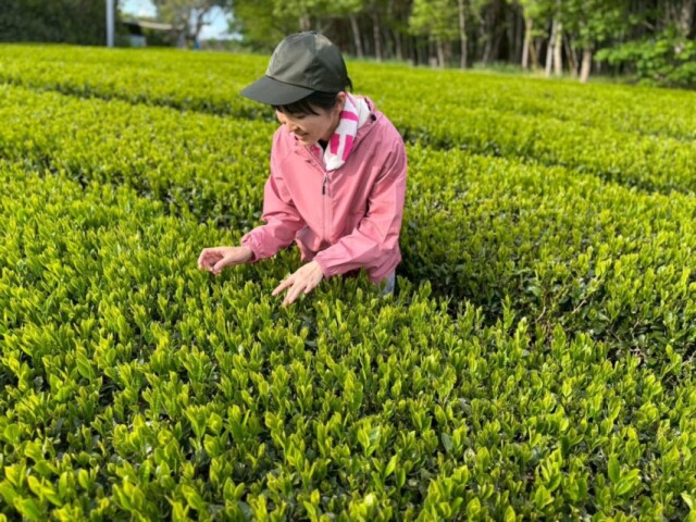 沼津の茶畑で「八十八夜」収穫始まる　「生育遅れたがきれいな新芽」