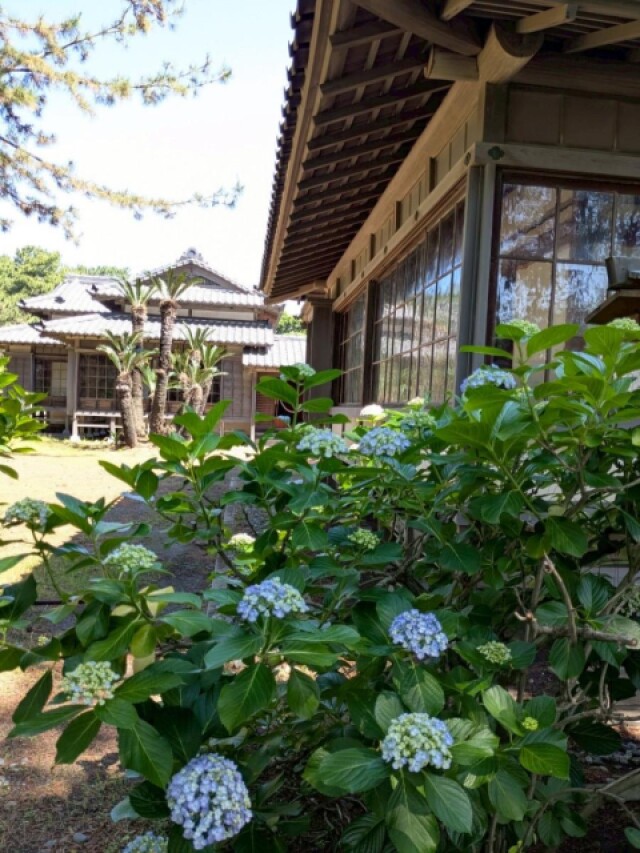 沼津御用邸記念公園のアジサイ見頃へ　梅雨空彩る 　