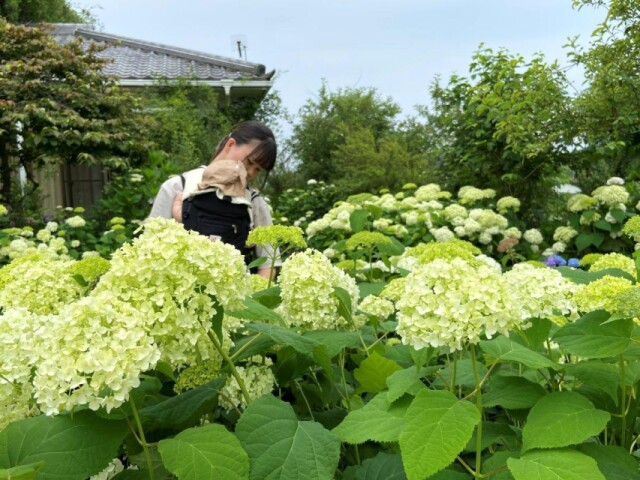 加古川の花の寺「円照寺」　アジサイ90種350株が見頃