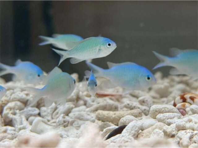 川越・クレアモールに「アクアパーク川越」　魚や爬虫類などを展示