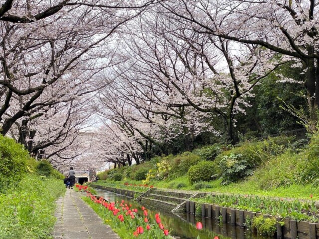 横浜・都筑の桜の名所「江川せせらぎ緑道」が春の景色に