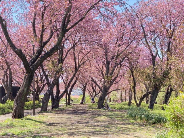 菊名桜山公園の八重桜が見頃　桜まつりも予定