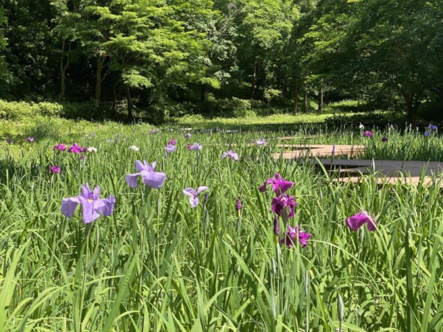 四季の森公園でハナショウブ開花　見頃はこれから