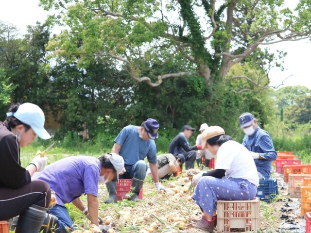 タマネギ収穫ラストスパート　白子町タマネギ農家、農福連携で収穫作業