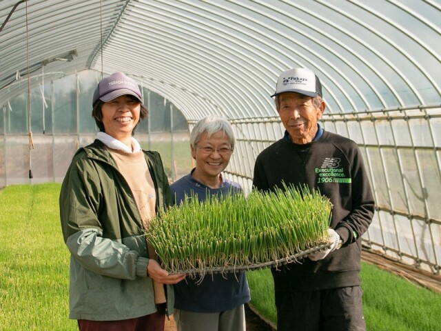 深谷ねぎを自分で作って食べる「深谷ねぎオーナー」　今年も