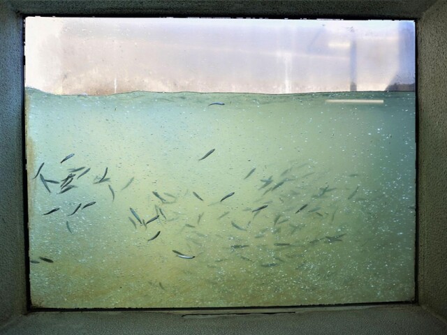 利根大堰でアユ遡上　今年も魚道で観測