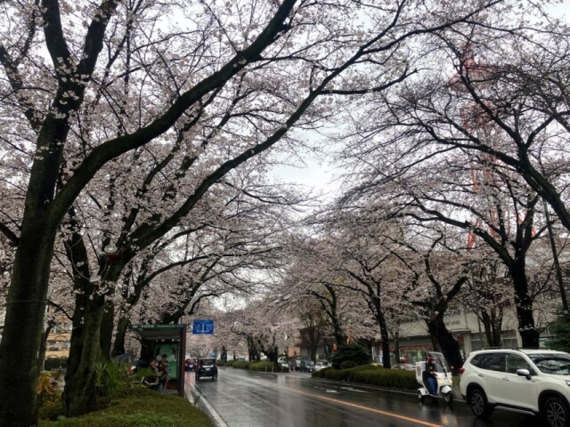 相模原市内各所で「桜まつり」　パレードやアトラクションも