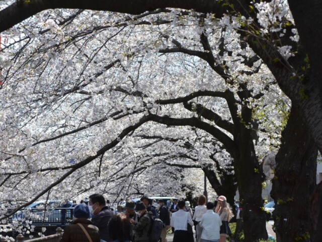 恩田川の桜、まもなく満開　桜のトンネル出現も