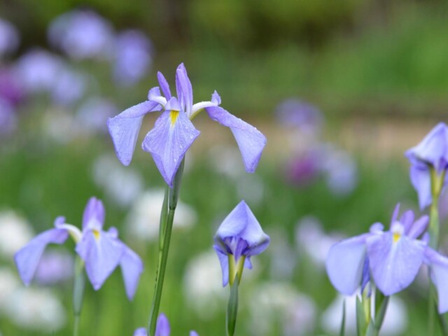 町田・薬師池公園のハナショウブ見頃　花見まつりも