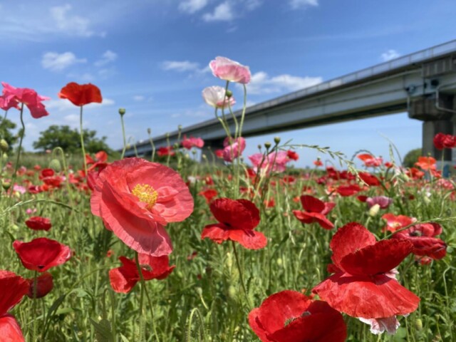 松戸・江戸川河川敷で「春の花まつり」　ポピー畑に音楽ステージ、飲食出店